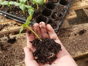 Mac High plant sale