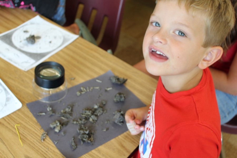 Examining owl pellets